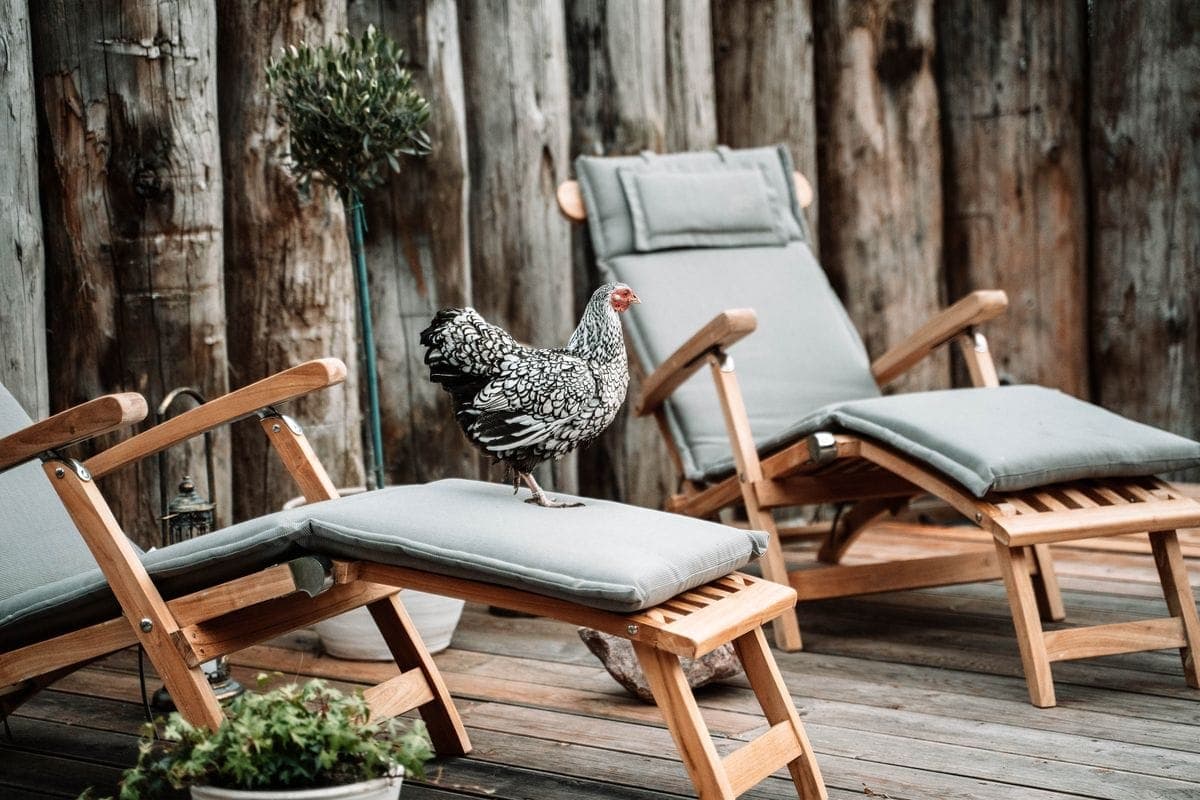 Two teak deck chairs with grey cushions in front of a wall of wooden posts, with a hen standing on one of them